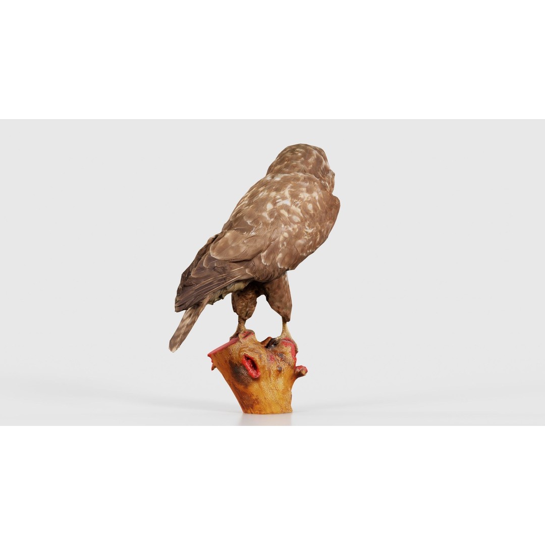 Common Buzzard 3D Model – Low Poly Bird Asset, FBX, Blender - View 23