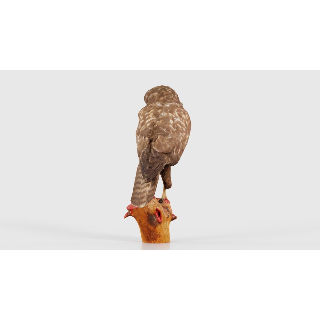 Common Buzzard 3D Model – Low Poly Bird Asset, FBX, Blender - View 24