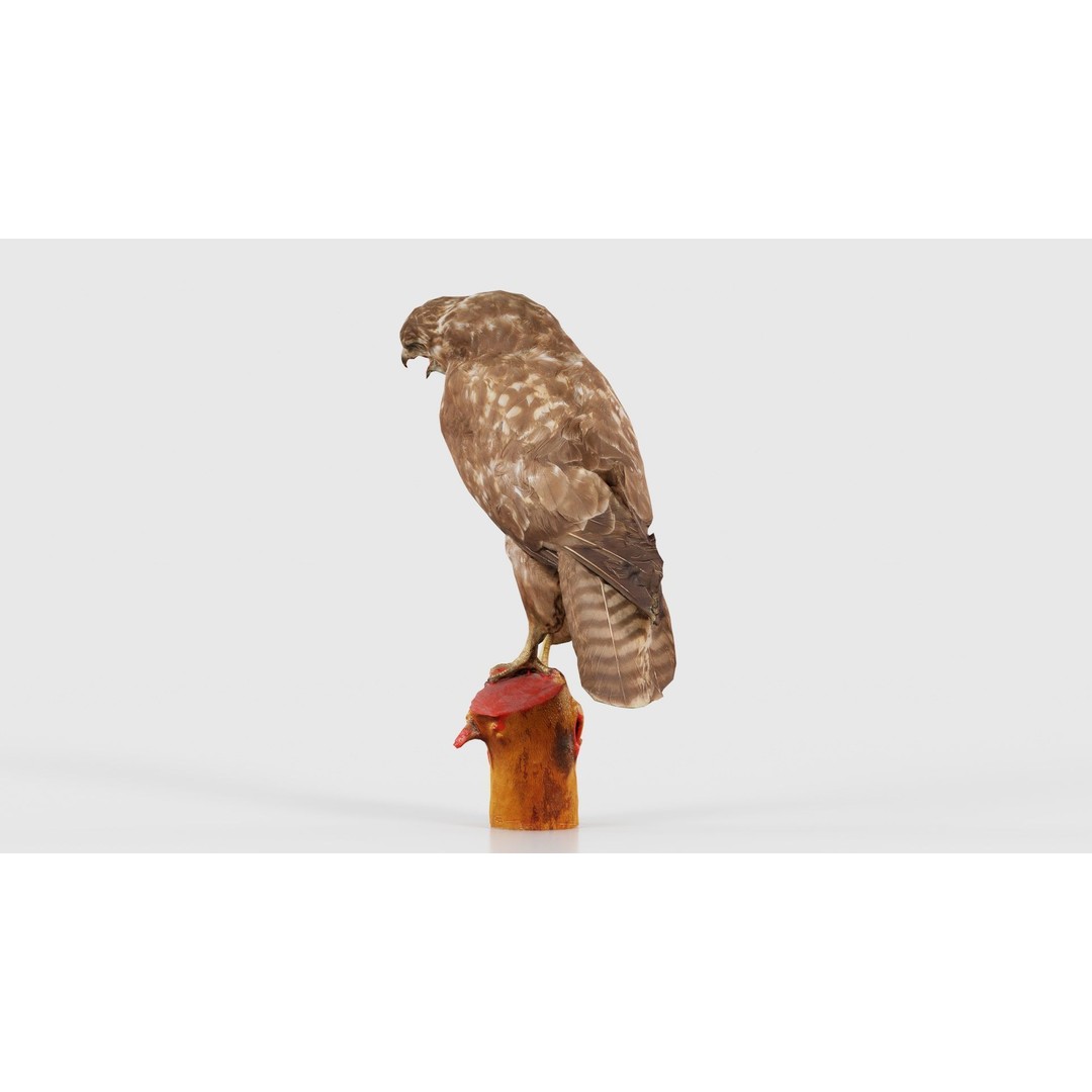 Common Buzzard 3D Model – Low Poly Bird Asset, FBX, Blender - View 25