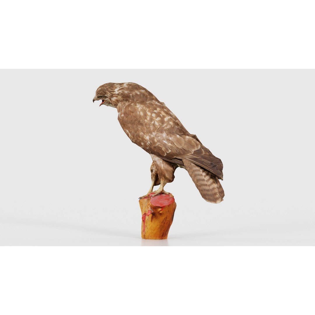 Common Buzzard 3D Model – Low Poly Bird Asset, FBX, Blender - View 26