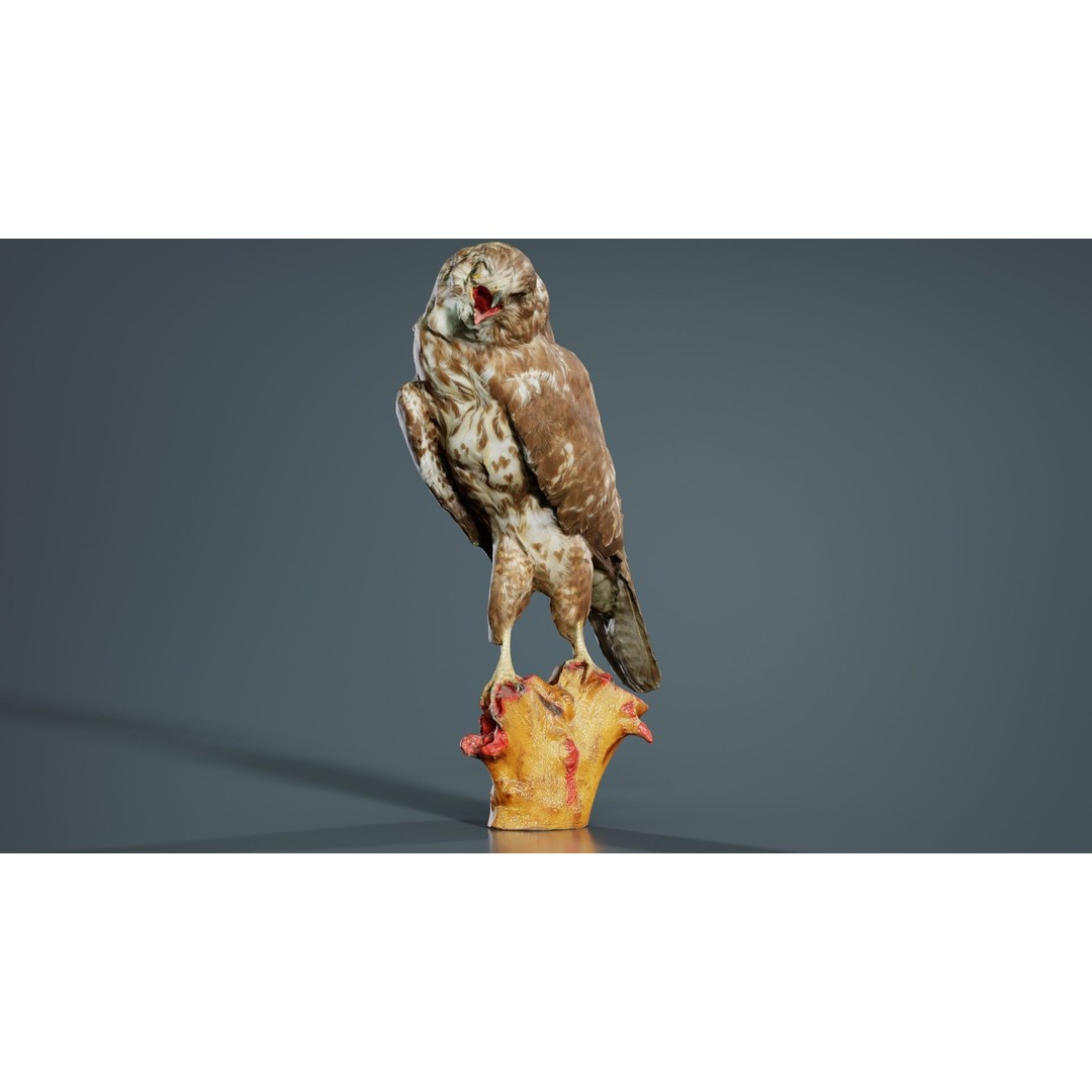 Common Buzzard 3D Model – Low Poly Bird Asset, FBX, Blender - View 3