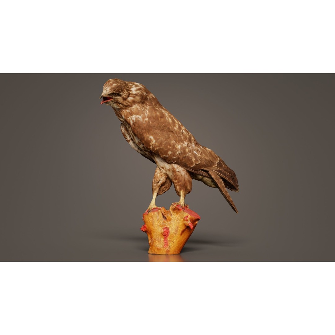 Common Buzzard 3D Model – Low Poly Bird Asset, FBX, Blender - View 4
