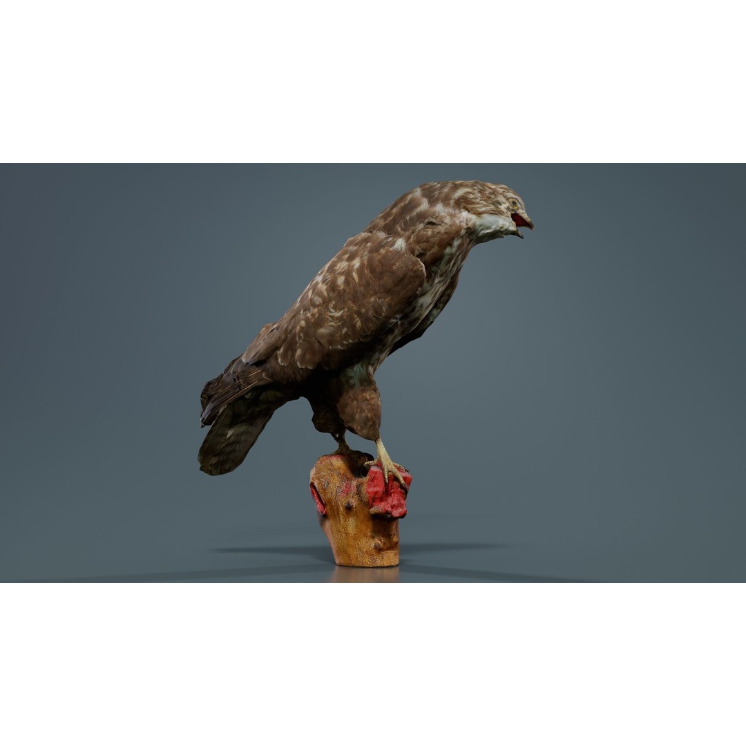 Common Buzzard 3D Model – Low Poly Bird Asset, FBX, Blender - View 5