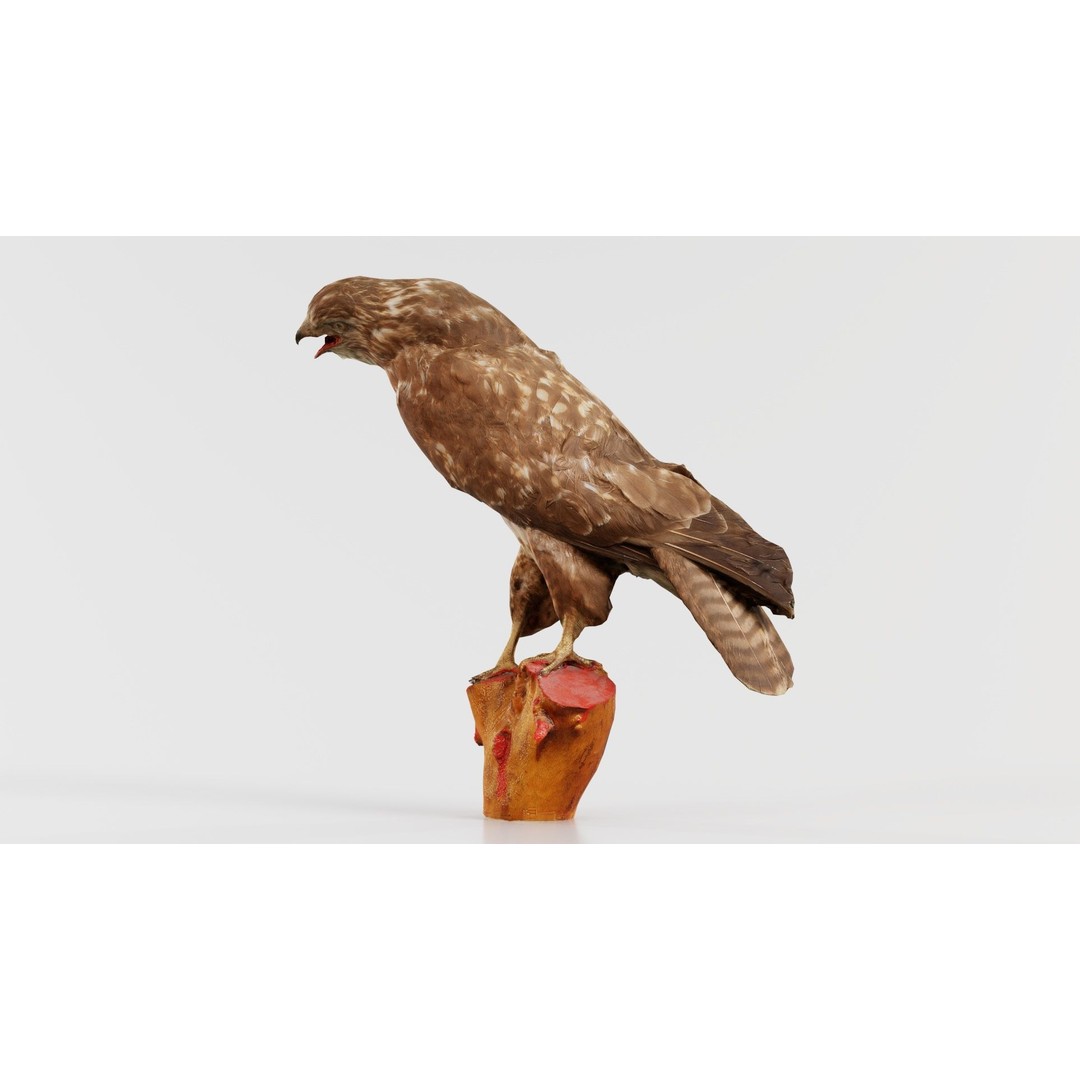 Common Buzzard 3D Model – Low Poly Bird Asset, FBX, Blender - View 6