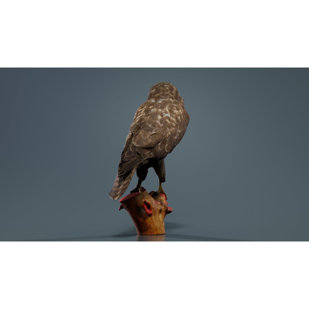 Common Buzzard 3D Model – Low Poly Bird Asset, FBX, Blender - View 7