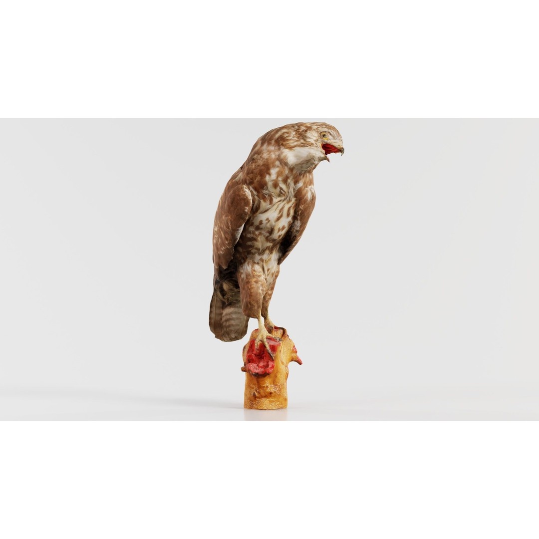 Common Buzzard 3D Model – Low Poly Bird Asset, FBX, Blender - View 8