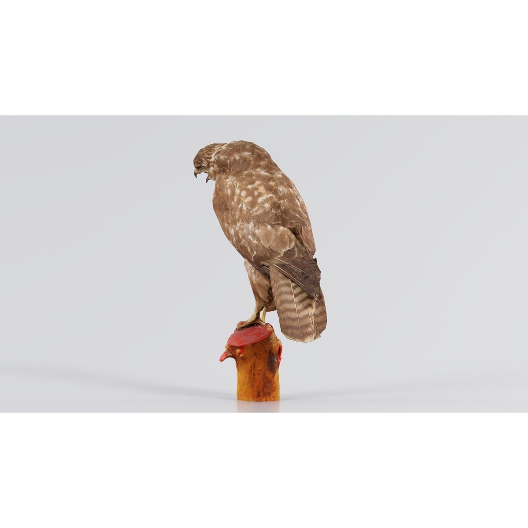 Common Buzzard 3D Model – Low Poly Bird Asset, FBX, Blender - View 9