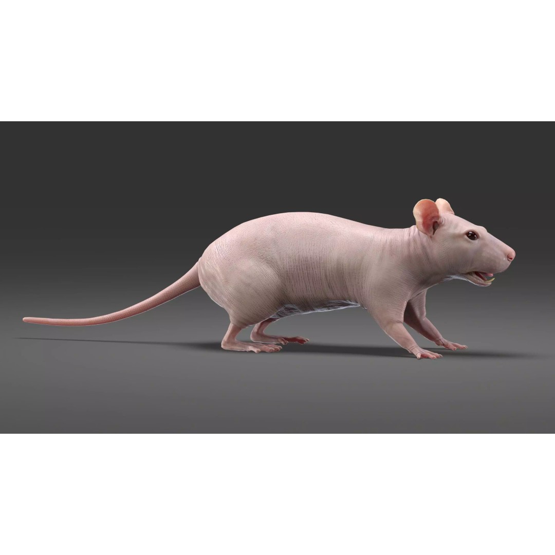 Realistic Black Rat 3D Model – High Poly PBR Asset, FBX, OBJ - View 10
