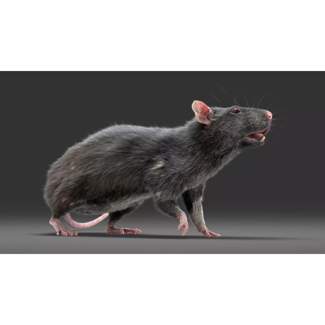 Realistic Black Rat 3D Model – High Poly PBR Asset, FBX, OBJ - View 14