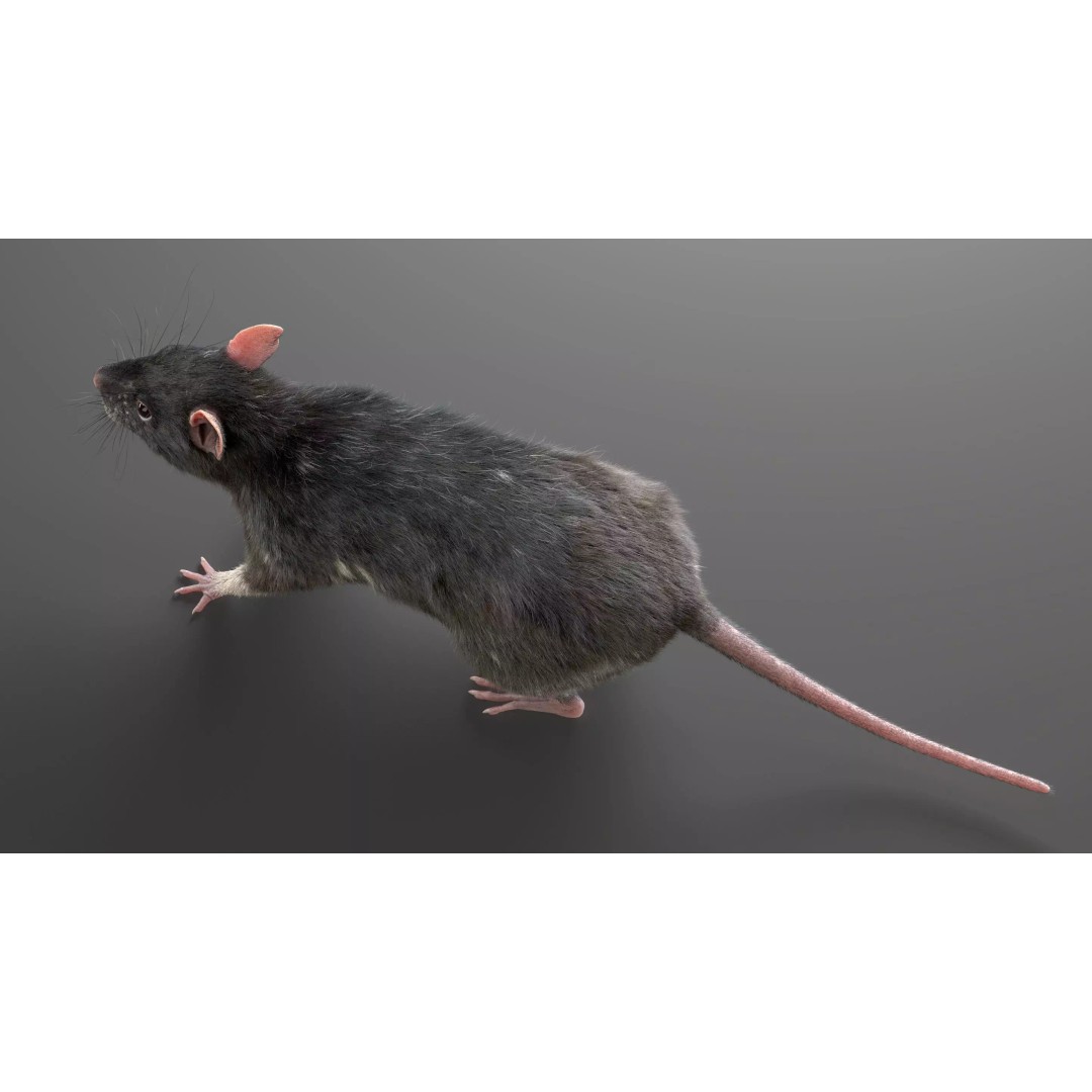 Realistic Black Rat 3D Model – High Poly PBR Asset, FBX, OBJ - View 15