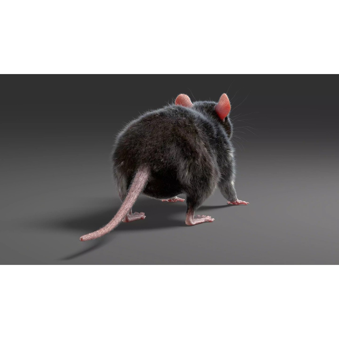 Realistic Black Rat 3D Model – High Poly PBR Asset, FBX, OBJ - View 16