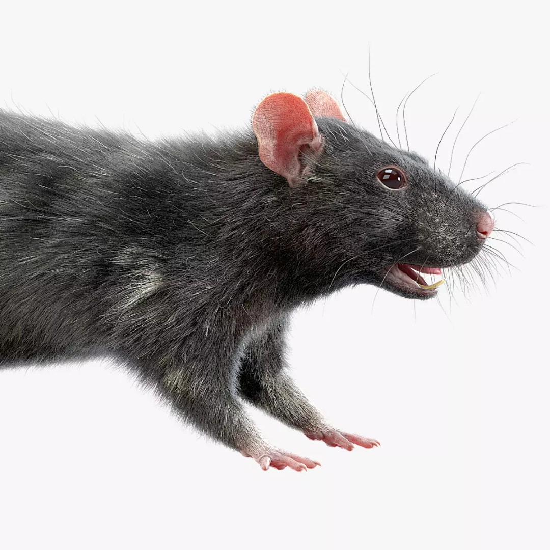 Realistic Black Rat 3D Model – High Poly PBR Asset, FBX, OBJ - View 2