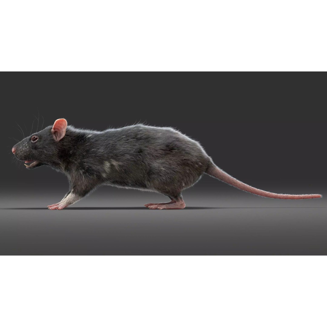 Realistic Black Rat 3D Model – High Poly PBR Asset, FBX, OBJ - View 3