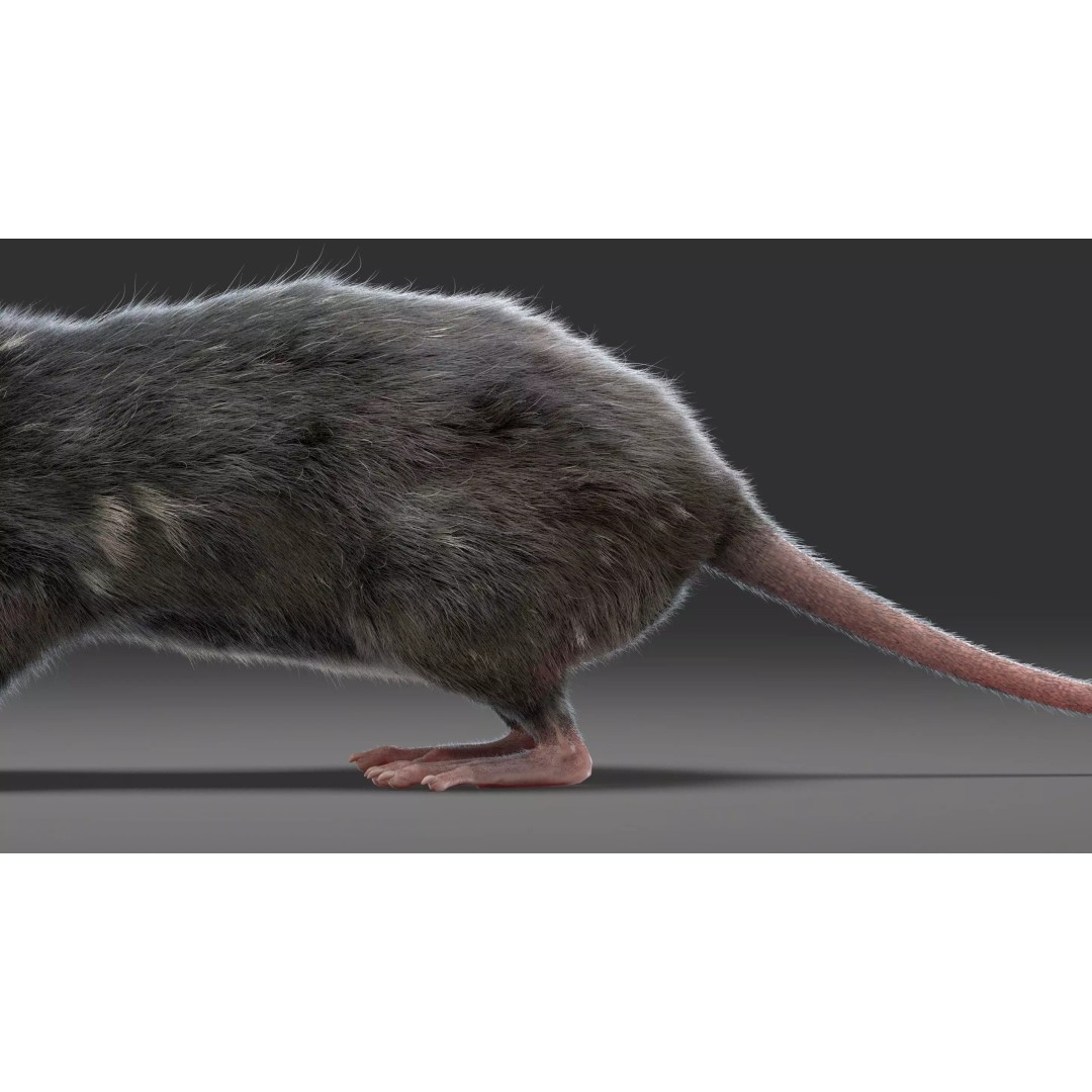 Realistic Black Rat 3D Model – High Poly PBR Asset, FBX, OBJ - View 4