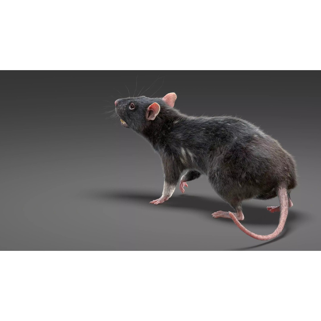 Realistic Black Rat 3D Model – High Poly PBR Asset, FBX, OBJ - View 5