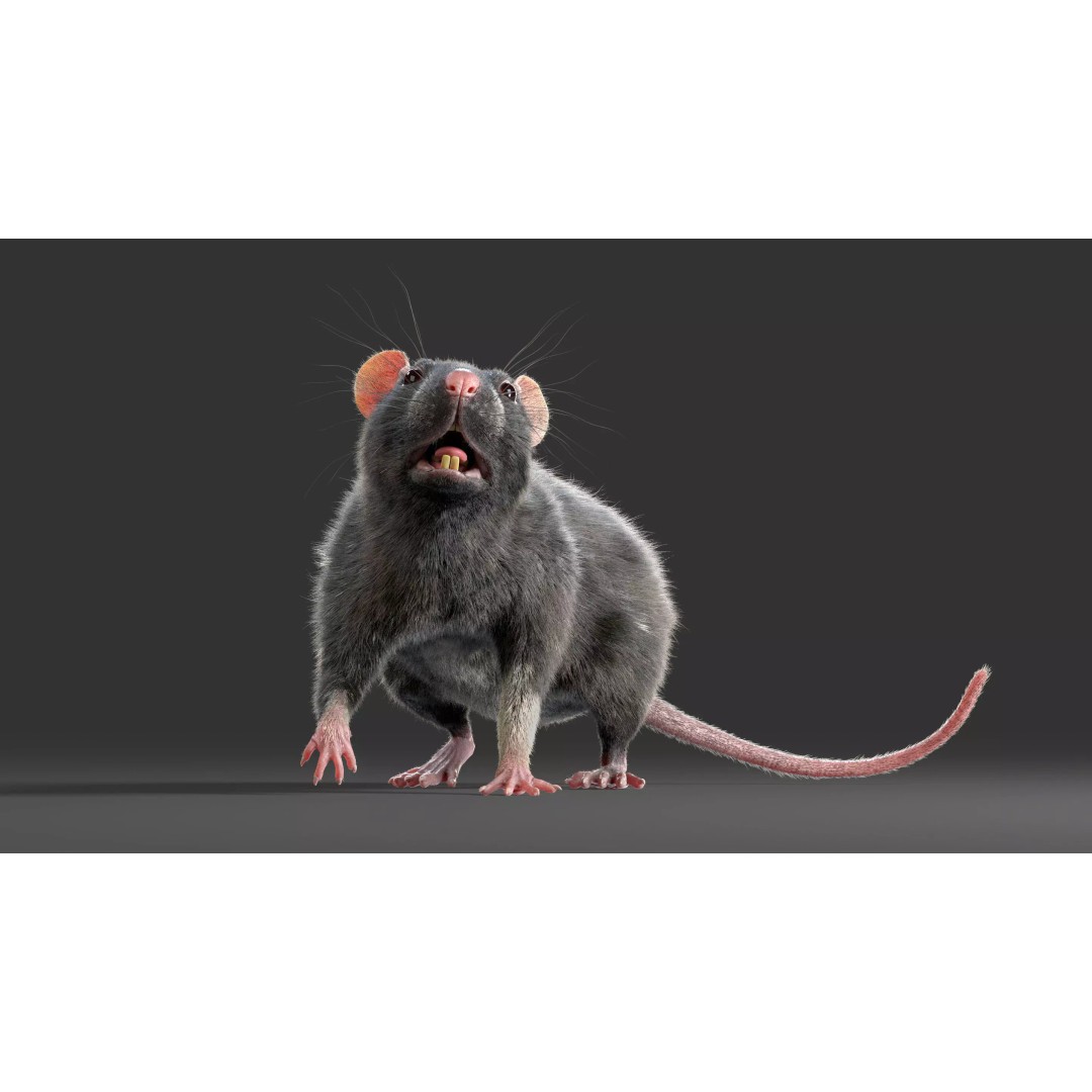 Realistic Black Rat 3D Model – High Poly PBR Asset, FBX, OBJ - View 6