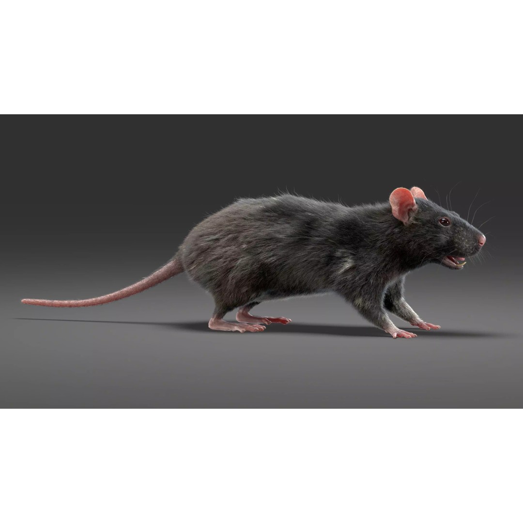 Realistic Black Rat 3D Model – High Poly PBR Asset, FBX, OBJ - View 8