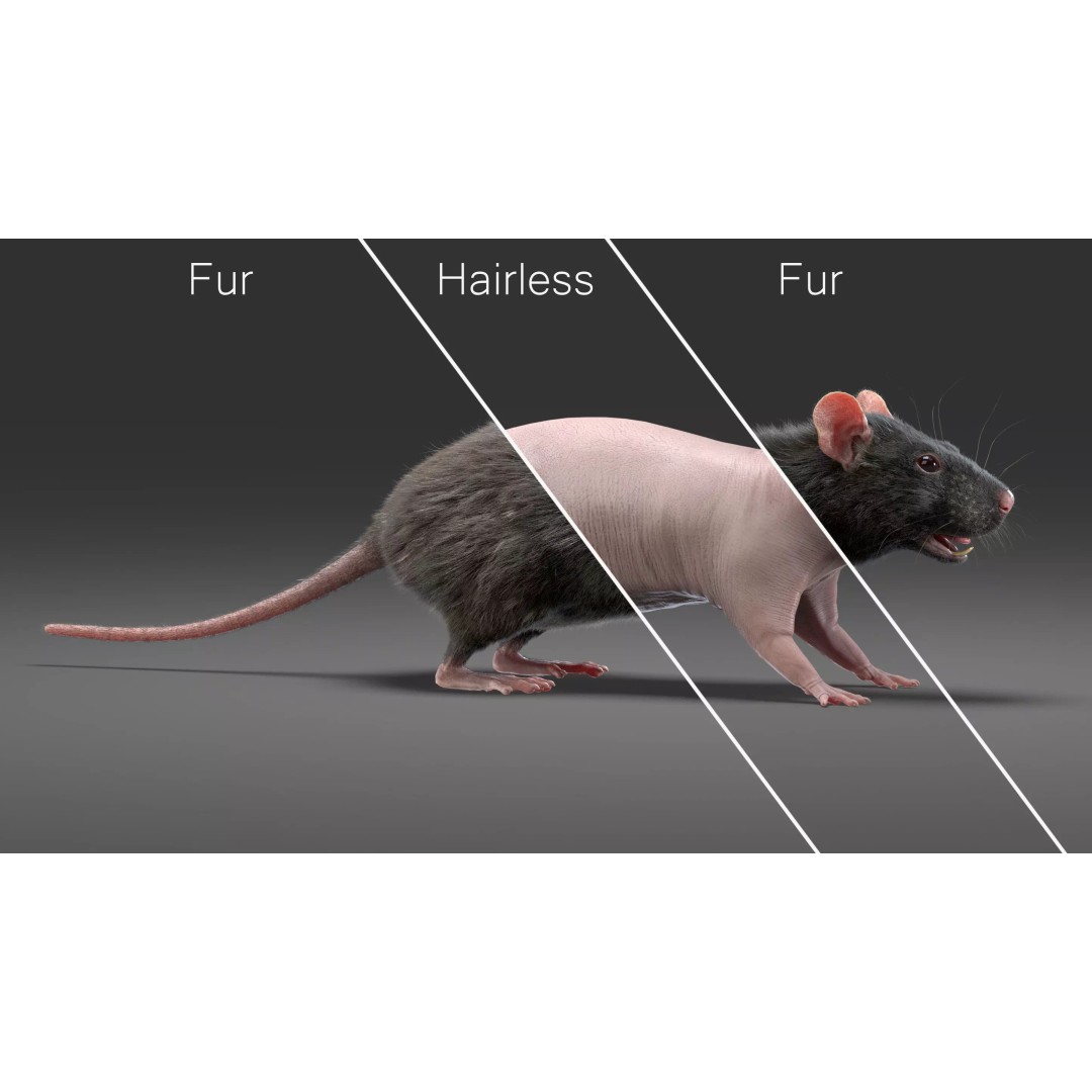 Realistic Black Rat 3D Model – High Poly PBR Asset, FBX, OBJ - View 9