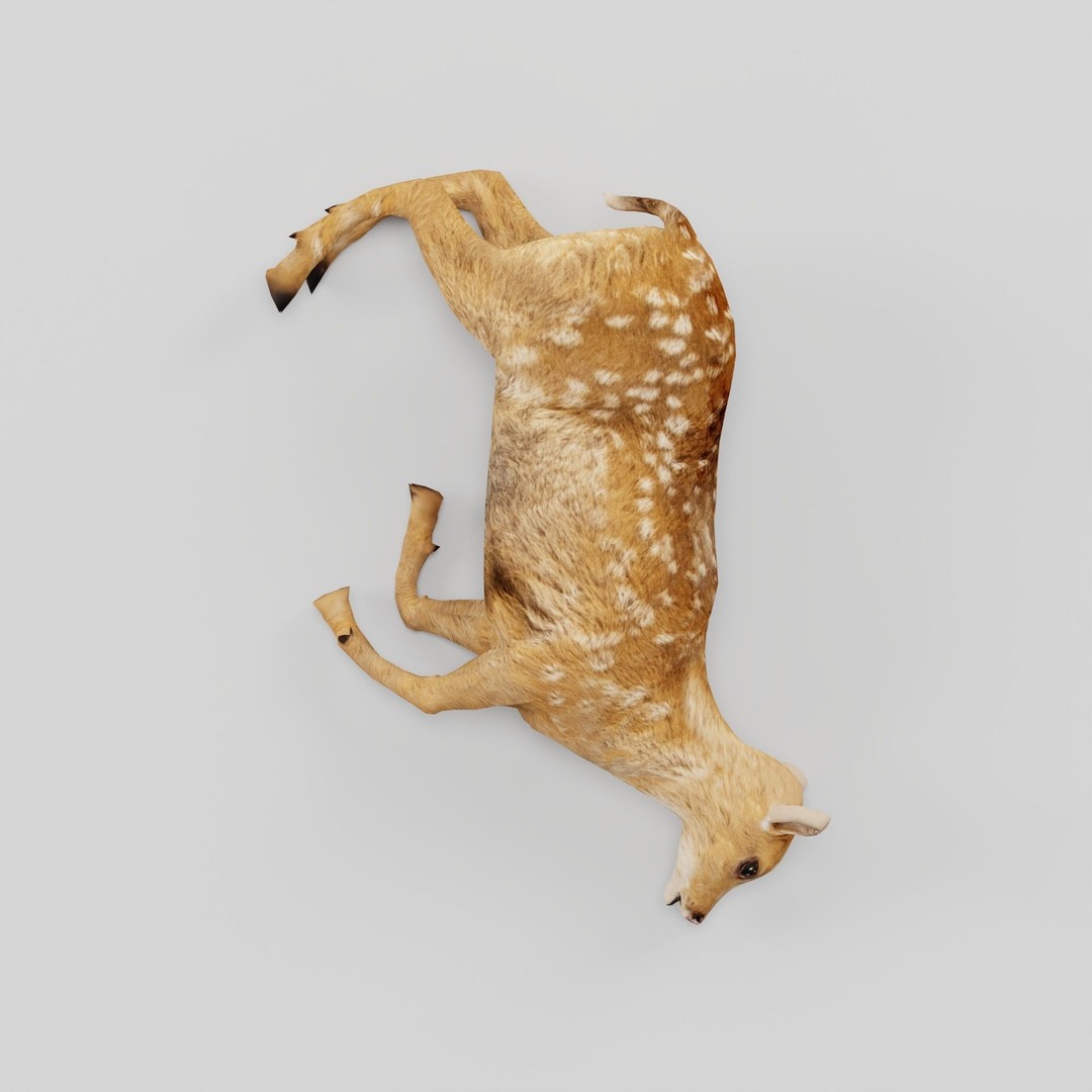 Deer Fawn 3D Model – Low Poly Game Asset, Rigged, FBX, PBR