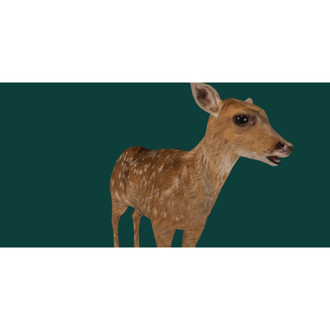 Deer Fawn 3D Model – Low Poly Game Asset, Rigged, FBX, PBR - View 14