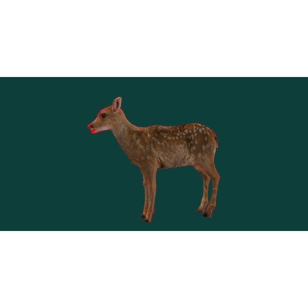 Deer Fawn 3D Model – Low Poly Game Asset, Rigged, FBX, PBR - View 18