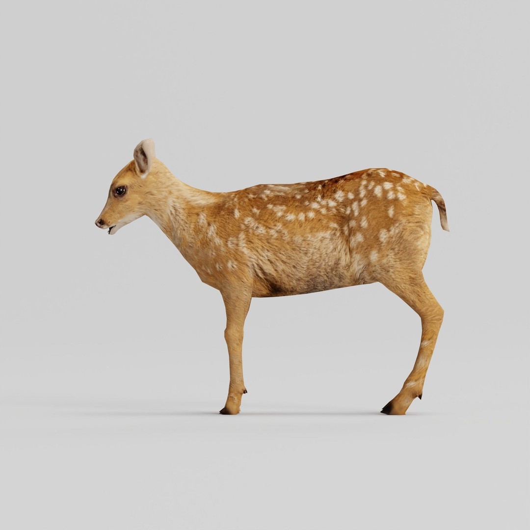 Deer Fawn 3D Model – Low Poly Game Asset, Rigged, FBX, PBR - View 21