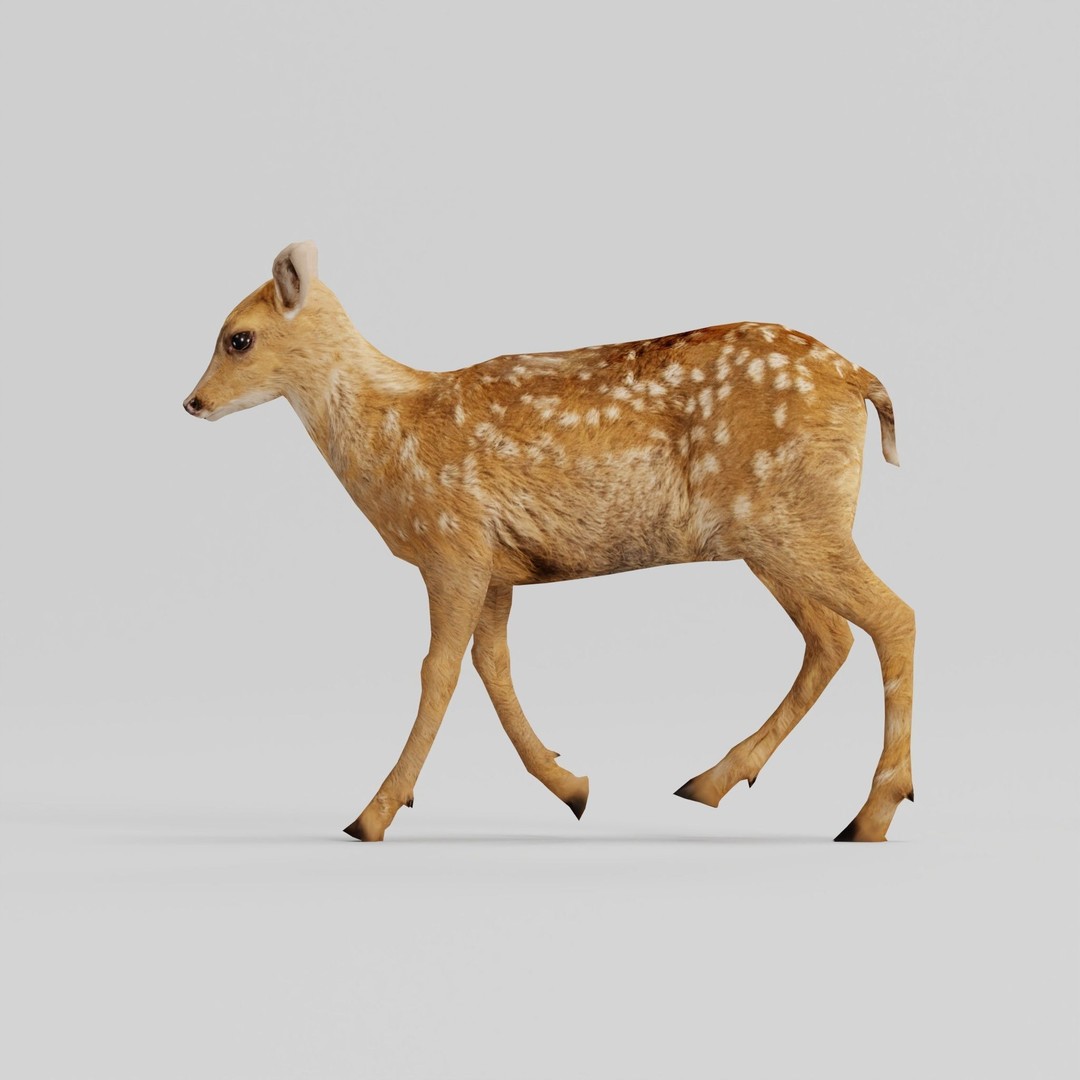 Deer Fawn 3D Model – Low Poly Game Asset, Rigged, FBX, PBR - View 23