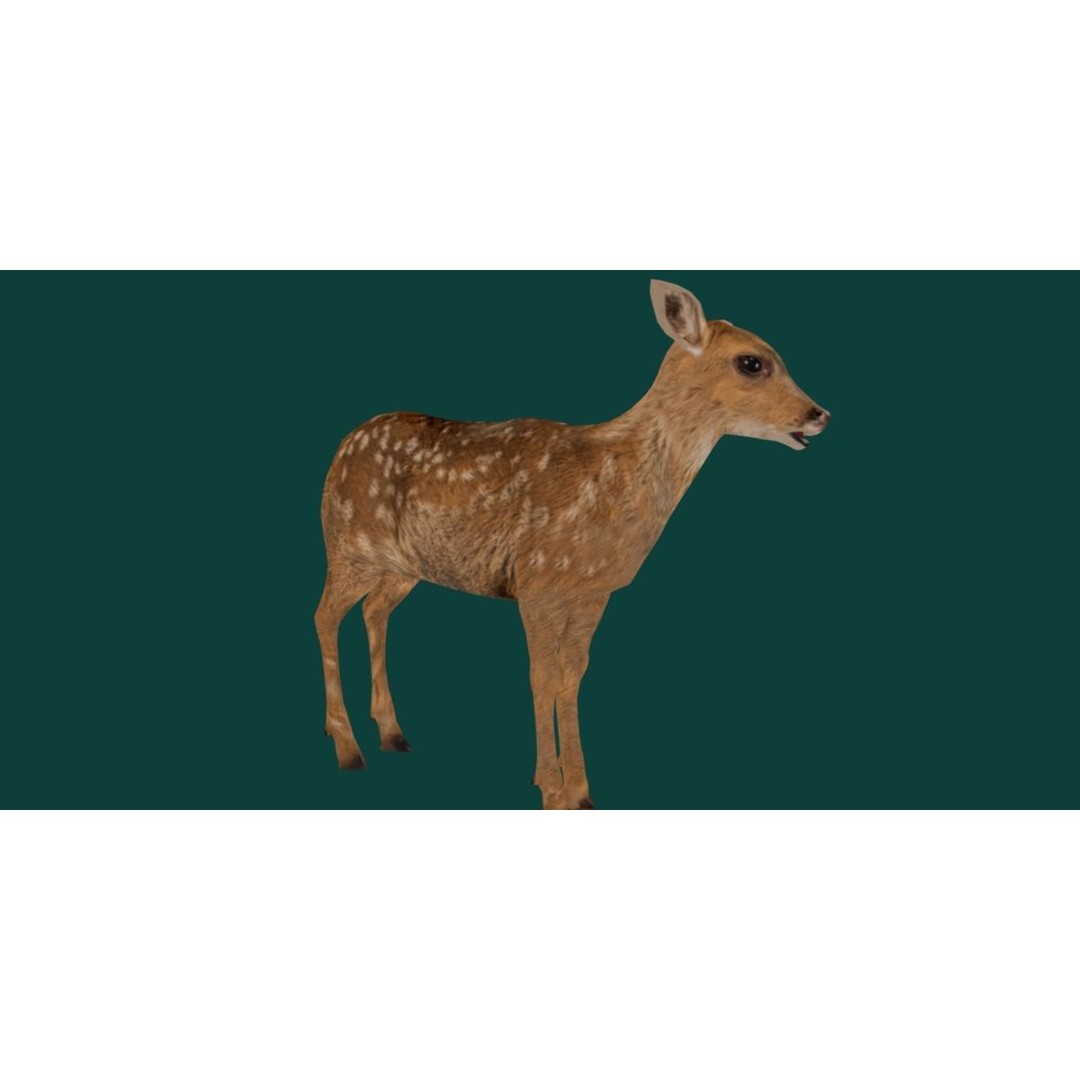 Deer Fawn 3D Model – Low Poly Game Asset, Rigged, FBX, PBR - View 7