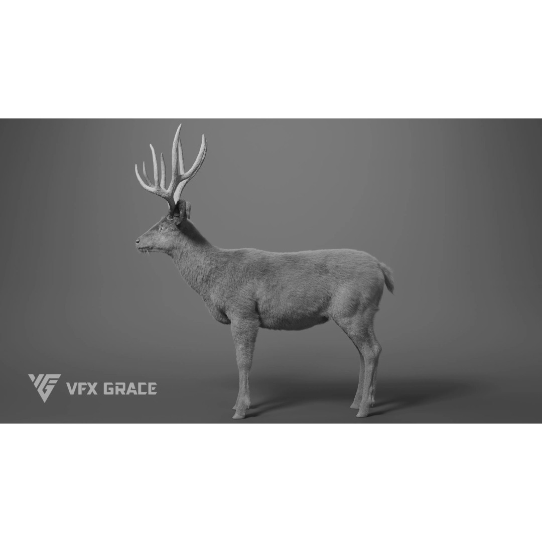 Mule Deer Male 3D Model – Rigged Character with Realistic Fur and Textures - View 10