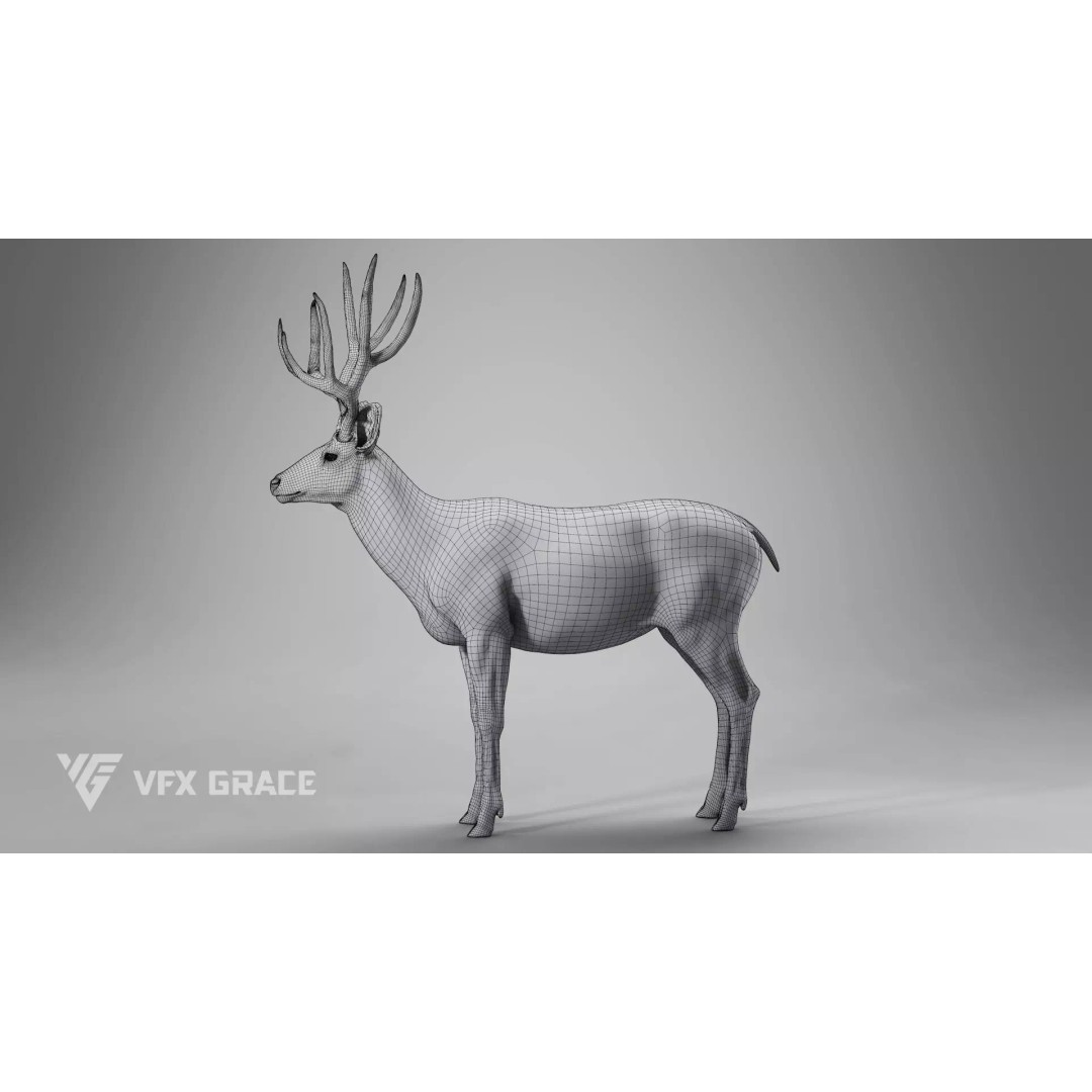 Mule Deer Male 3D Model – Rigged Character with Realistic Fur and Textures - View 15