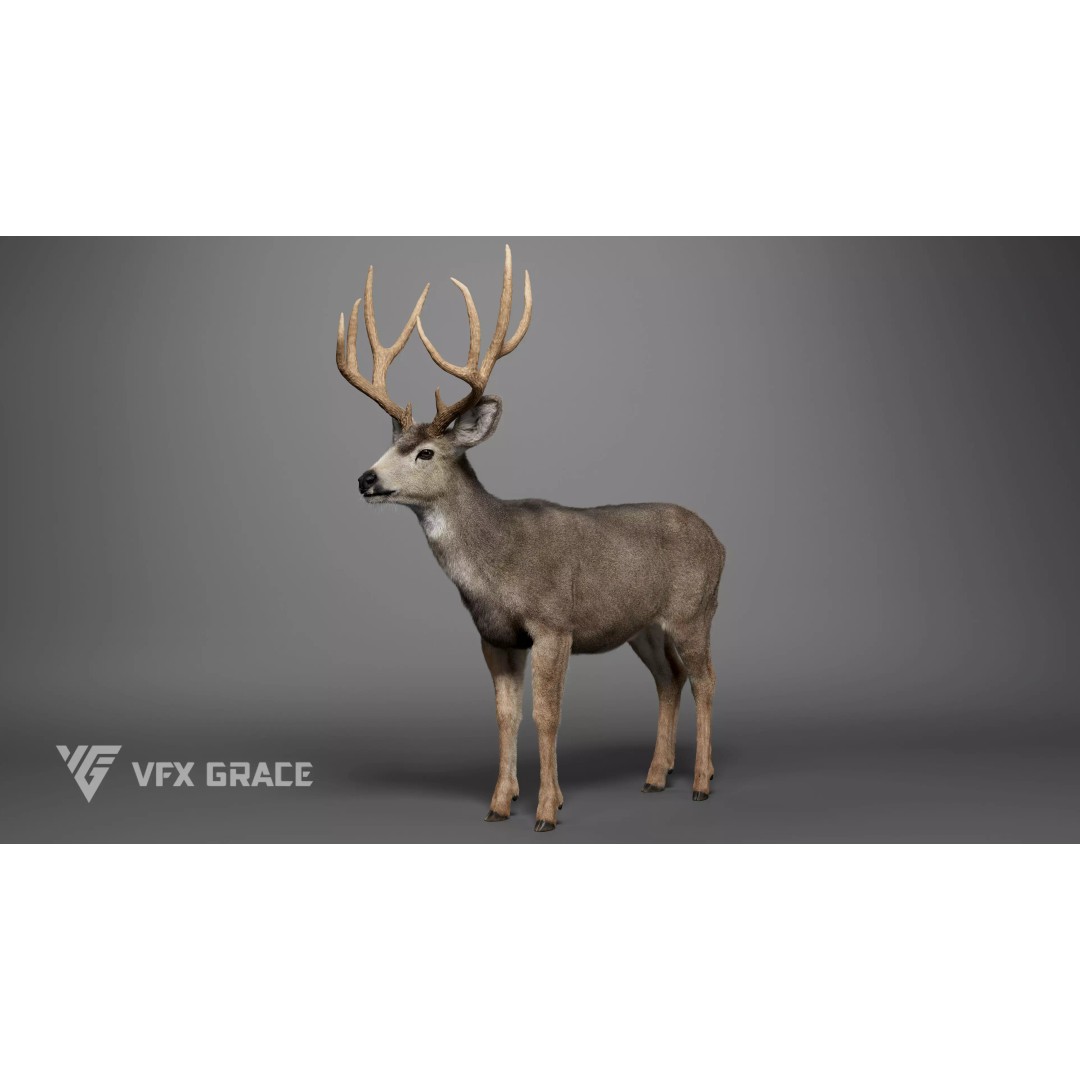 Mule Deer Male 3D Model – Rigged Character with Realistic Fur and Textures - View 2
