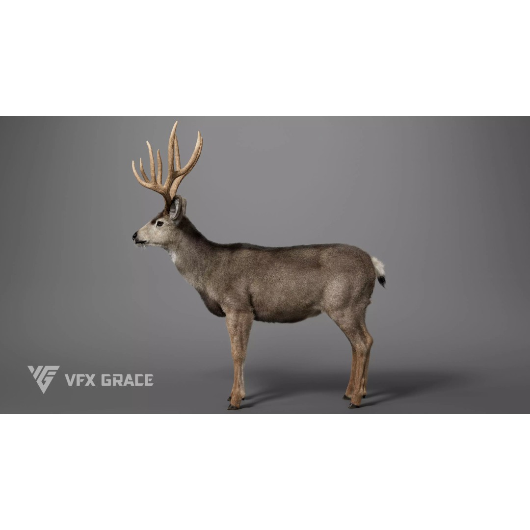 Mule Deer Male 3D Model – Rigged Character with Realistic Fur and Textures - View 3