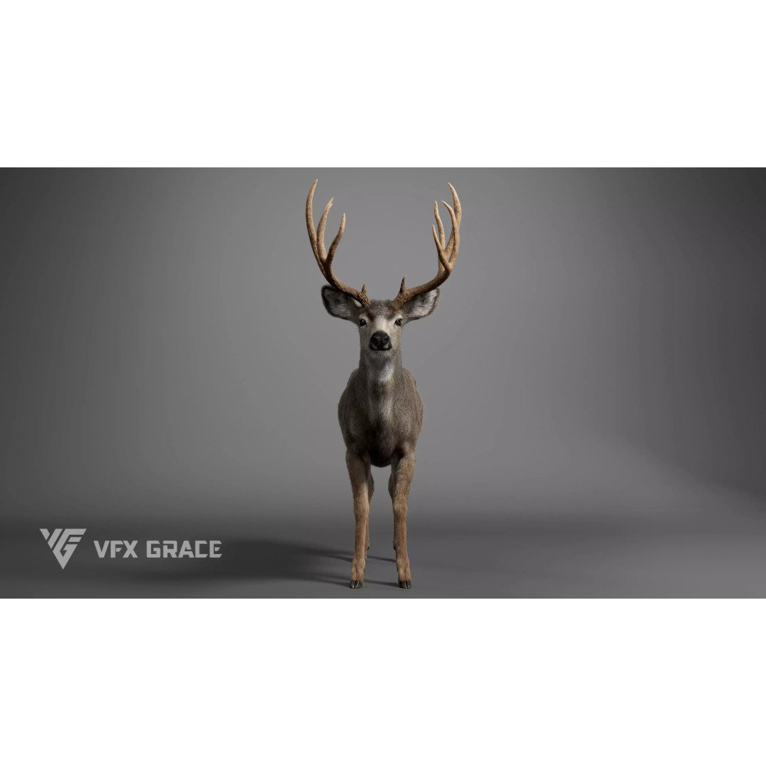 Mule Deer Male 3D Model – Rigged Character with Realistic Fur and Textures - View 4