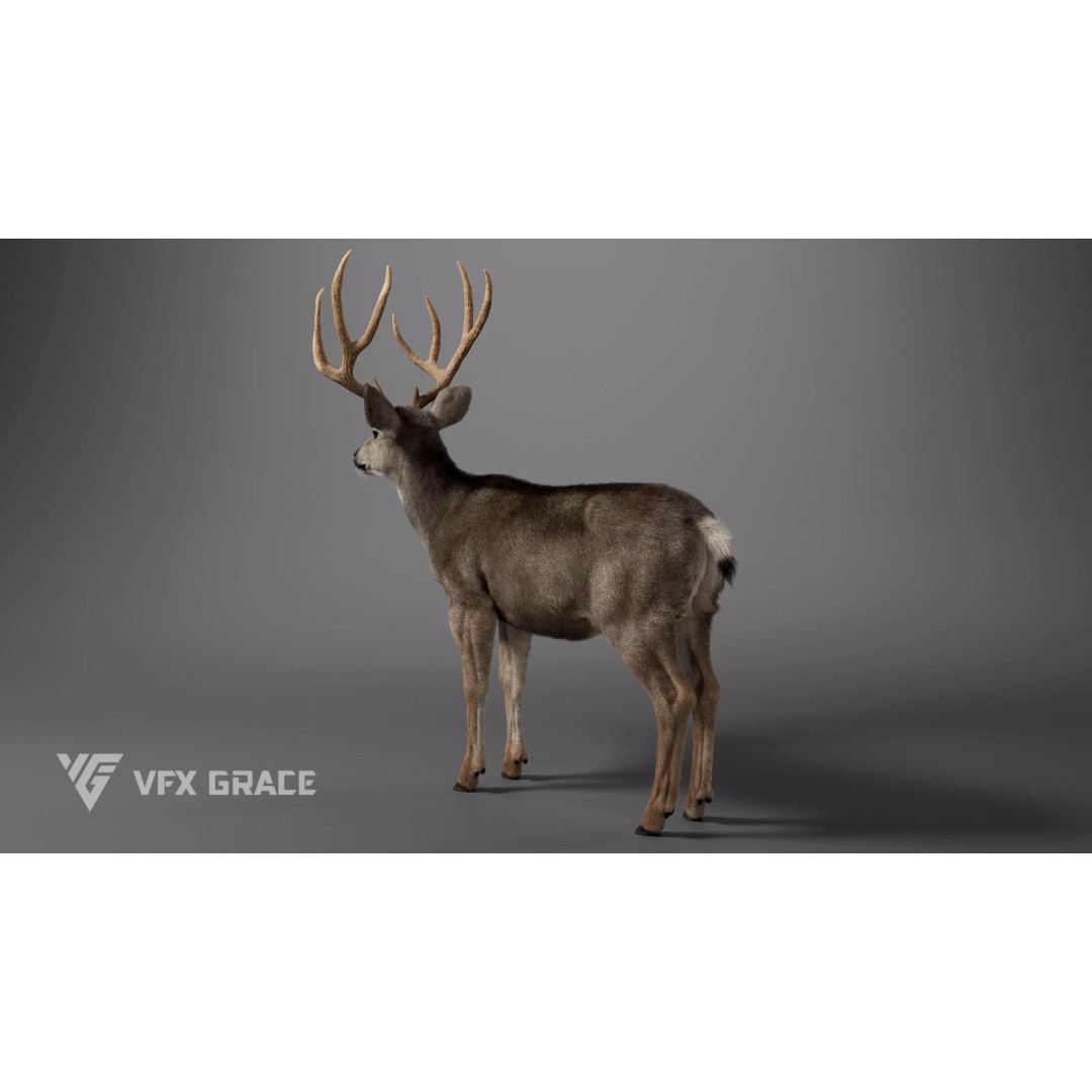 Mule Deer Male 3D Model – Rigged Character with Realistic Fur and Textures - View 5