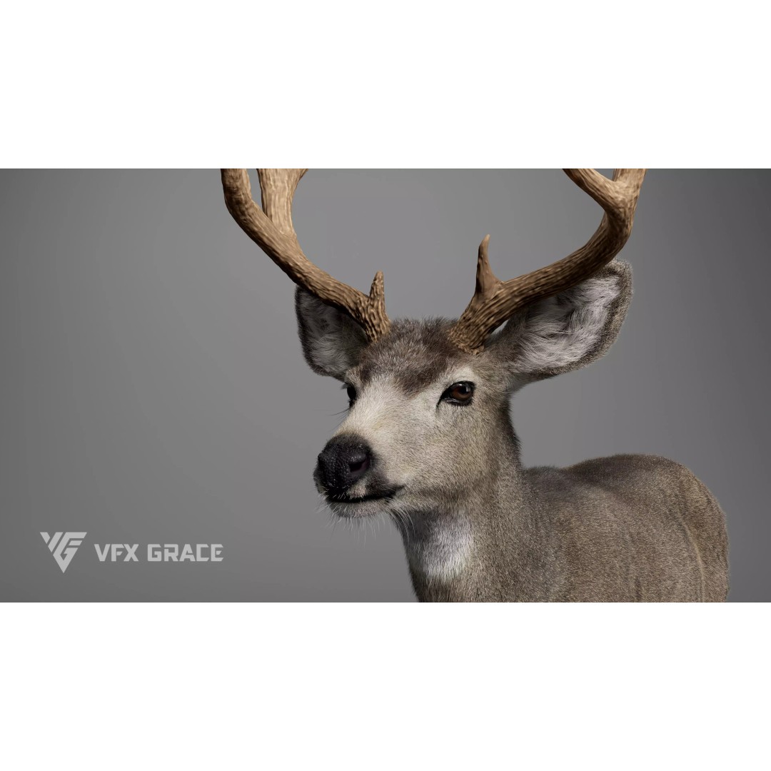 Mule Deer Male 3D Model – Rigged Character with Realistic Fur and Textures - View 7