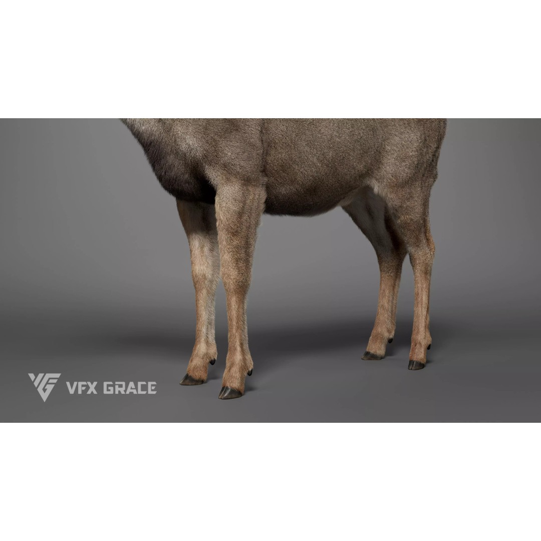 Mule Deer Male 3D Model – Rigged Character with Realistic Fur and Textures - View 8