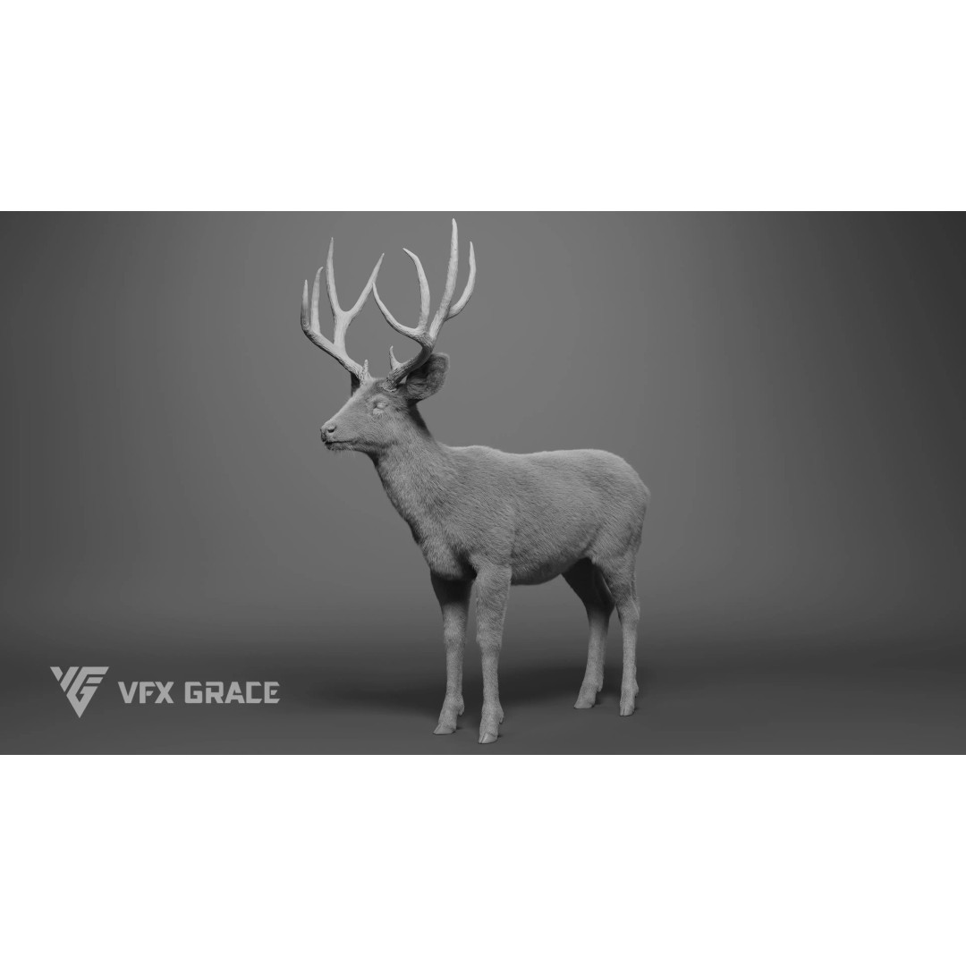 Mule Deer Male 3D Model – Rigged Character with Realistic Fur and Textures - View 9