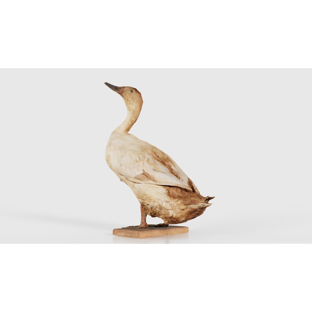 Duck 3D Model – Low Poly Animal with PBR Textures, FBX