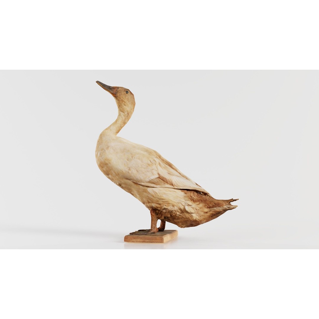 Duck 3D Model – Low Poly Animal with PBR Textures, FBX - View 10