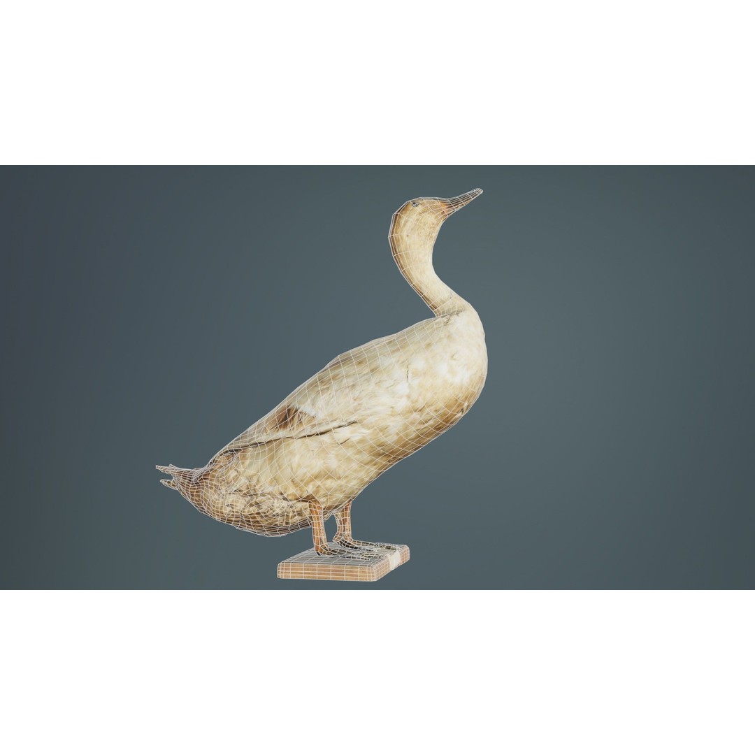 Duck 3D Model – Low Poly Animal with PBR Textures, FBX - View 12
