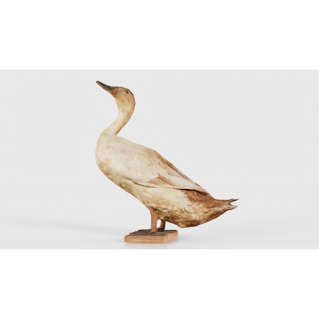 Duck 3D Model – Low Poly Animal with PBR Textures, FBX - View 17