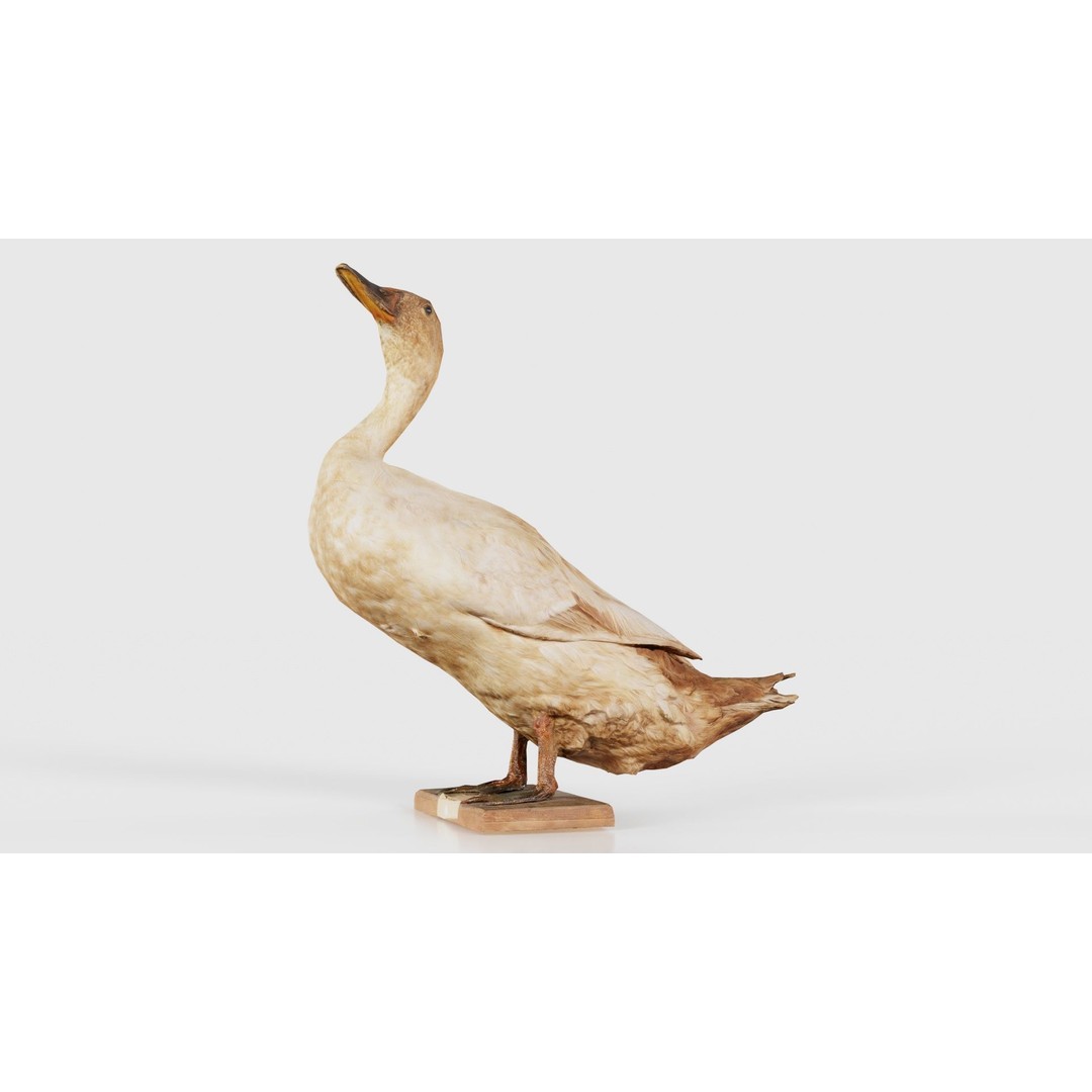 Duck 3D Model – Low Poly Animal with PBR Textures, FBX - View 18
