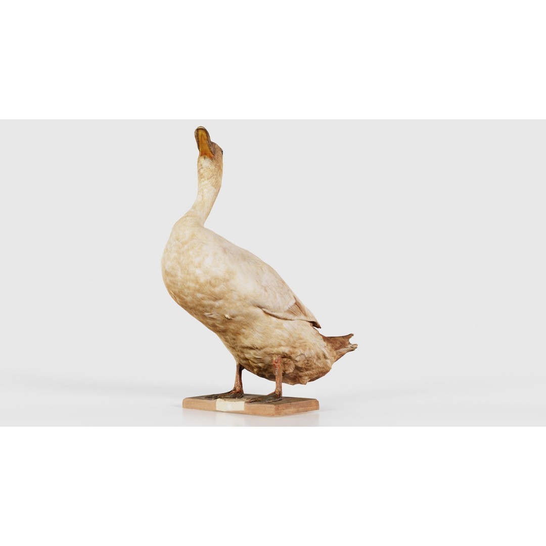 Duck 3D Model – Low Poly Animal with PBR Textures, FBX - View 19