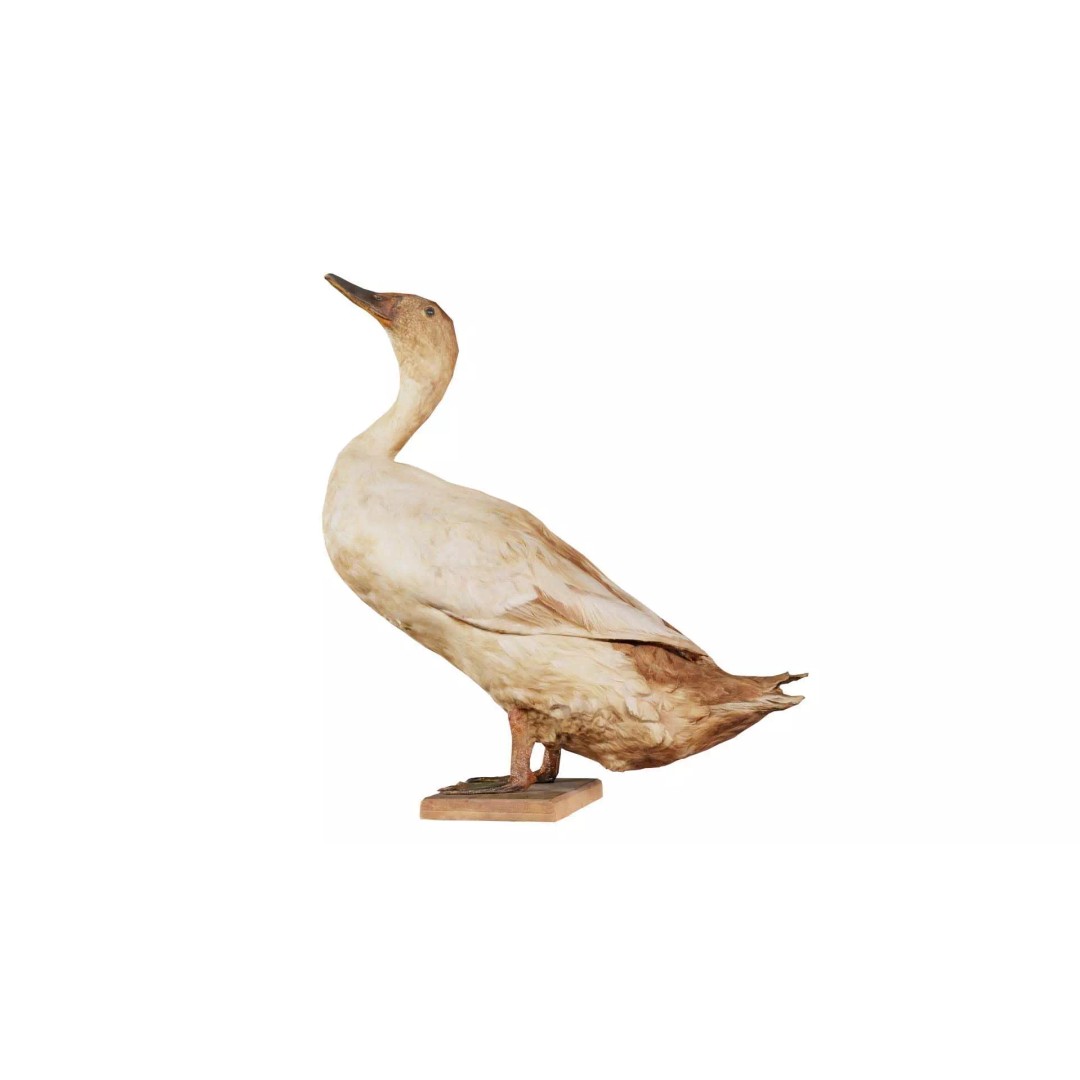 Duck 3D Model – Low Poly Animal with PBR Textures, FBX - View 2