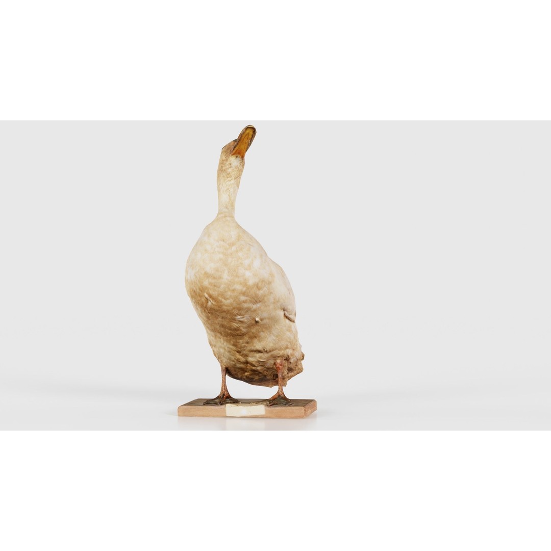 Duck 3D Model – Low Poly Animal with PBR Textures, FBX - View 20