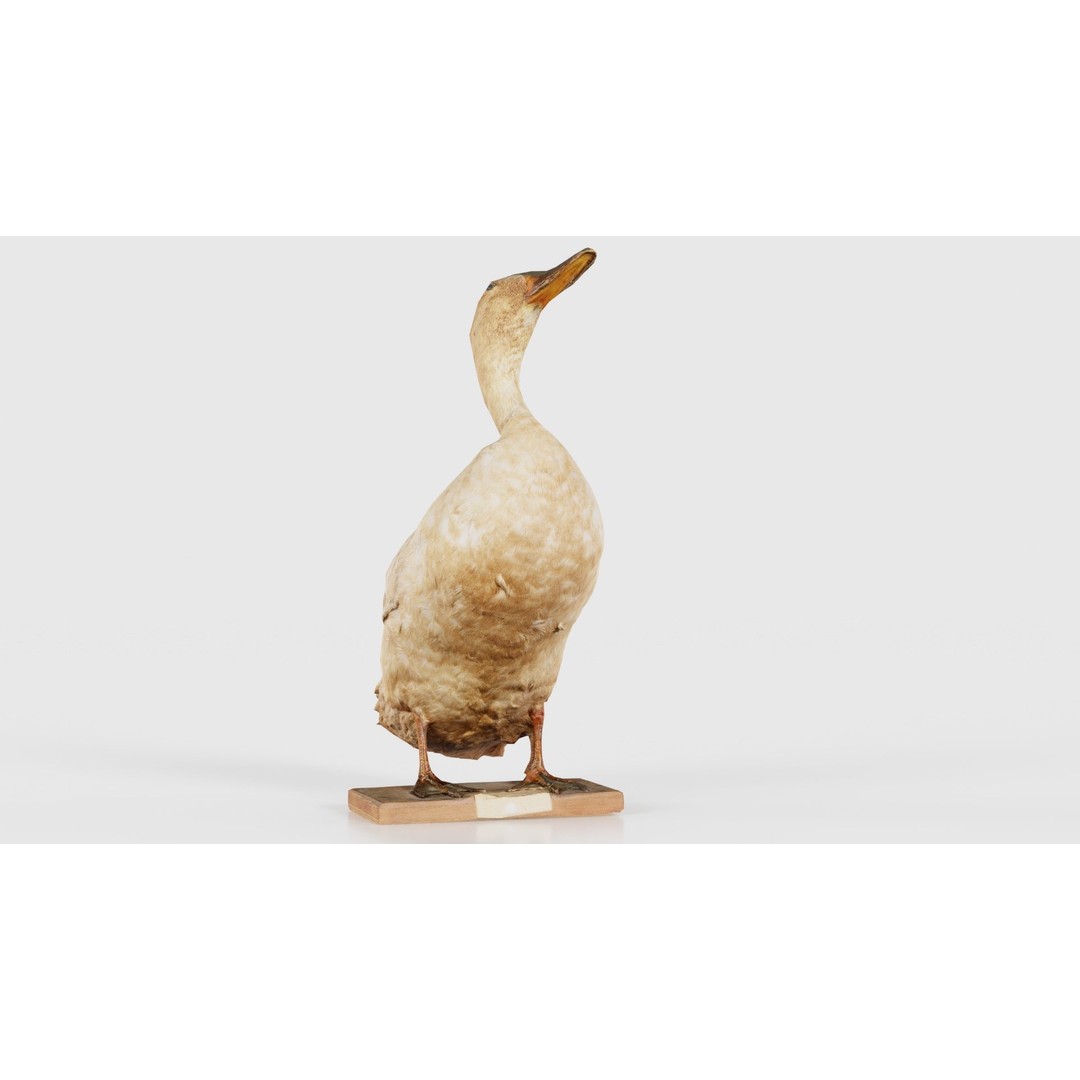 Duck 3D Model – Low Poly Animal with PBR Textures, FBX - View 21