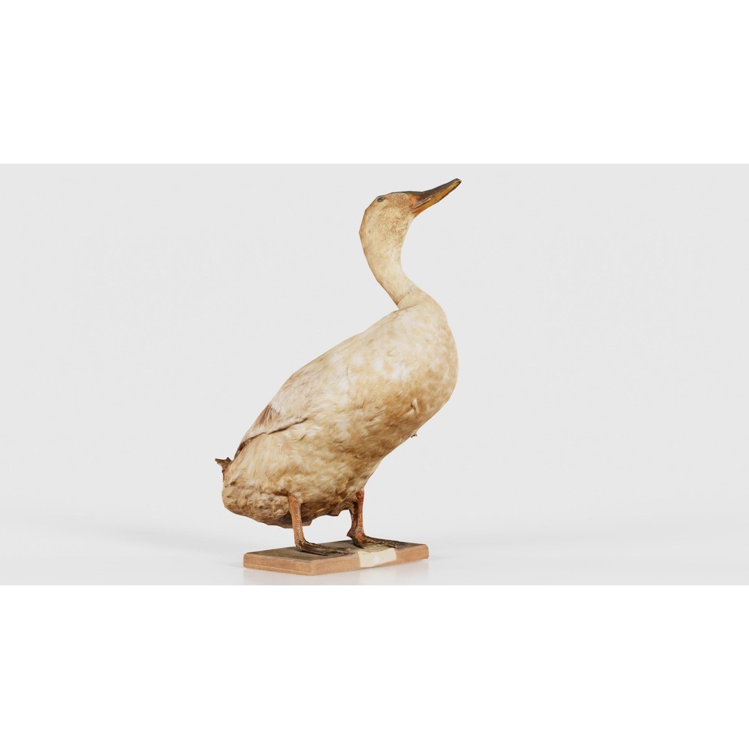 Duck 3D Model – Low Poly Animal with PBR Textures, FBX - View 22