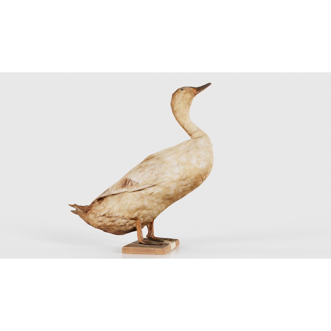 Duck 3D Model – Low Poly Animal with PBR Textures, FBX - View 23