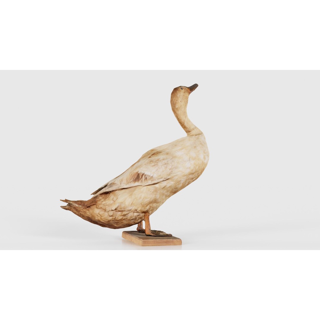 Duck 3D Model – Low Poly Animal with PBR Textures, FBX - View 24