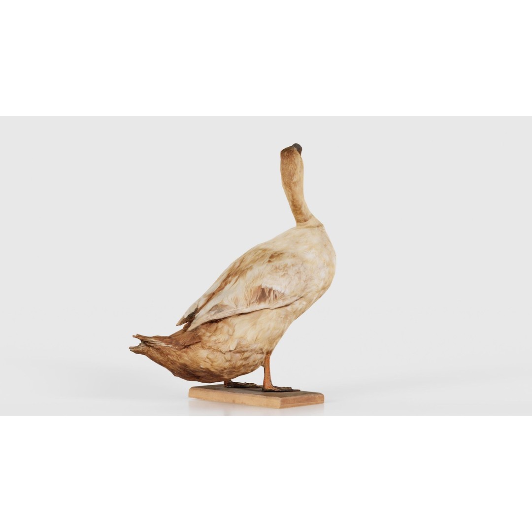 Duck 3D Model – Low Poly Animal with PBR Textures, FBX - View 25